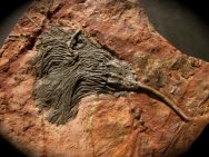 Scyphocrinites elegans Crinoid Fossil