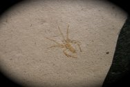 Spider Fossil