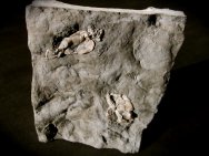 Pleurocystites Cystoid Fossils