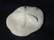 Clypeaster rosaceous Echinoid Fossil