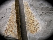 Chancelloria pentacta Fossils