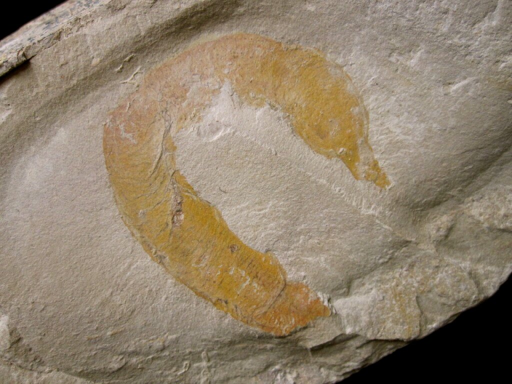 Ottoia Priapulid Fossil
