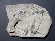 Ophiopinna Brittlestar Fossils