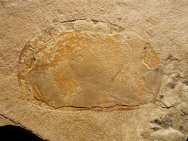 Brachiocaris Fossil