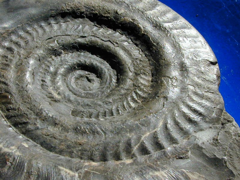 Fossil Ammonite Hildoceras sublevisoni