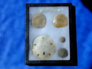 North American Echinoderm Fossil Collection