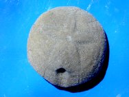 Hardouinia mortonis