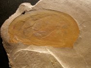 Brachiocaris Phyllocarid Fossil