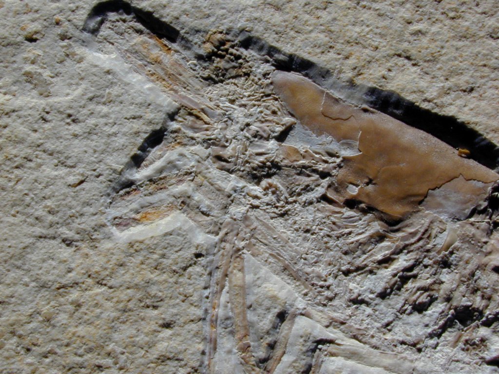 Antrimpos Solnhofen Fossil Shrimp
