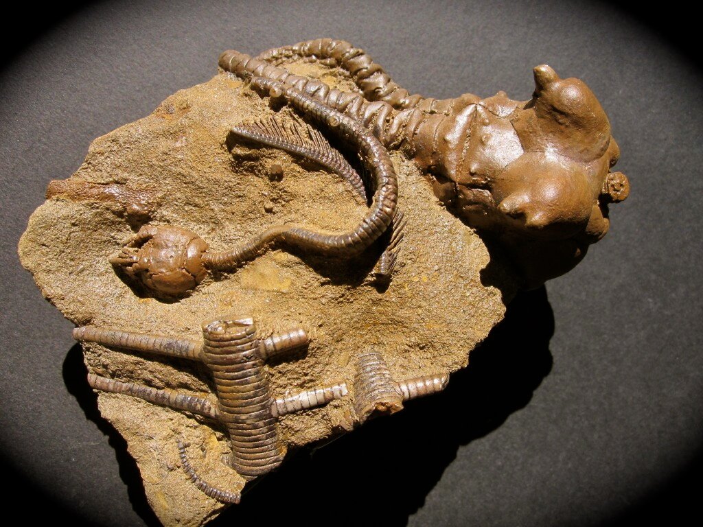 Crinoid Fossils for Sale