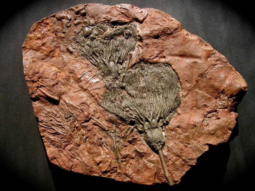 Scyphocrinites Crinoid