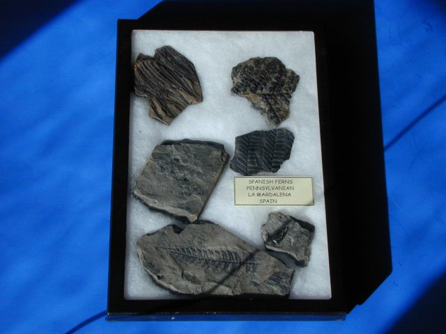 Fern Fossils