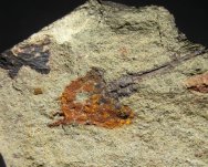 Dendrocystoides Cystoid Fossil
