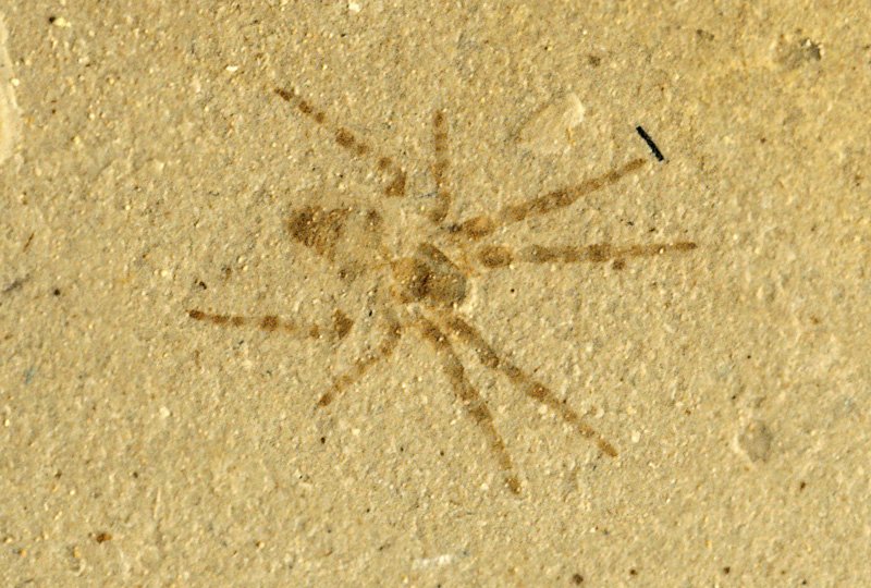 Arachnid Fossil