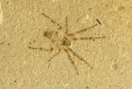 Spider Fossil