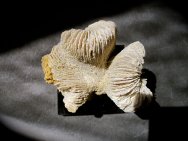 Montlivaltia Jurassic Coral Fossil