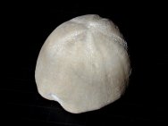 Conoclypus Echinoid Fossil
