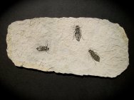Libellula Dragonfly larvae Fossils
