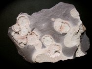 Ediacaran Cnidarian Fossils