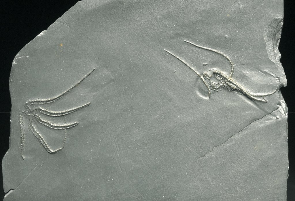 Bundenbach Brittle Star Fossils