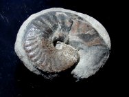 Ammonite Fossil