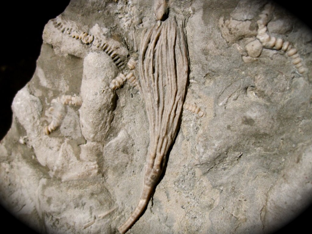 Isotomocrinus Crinoid Fossils