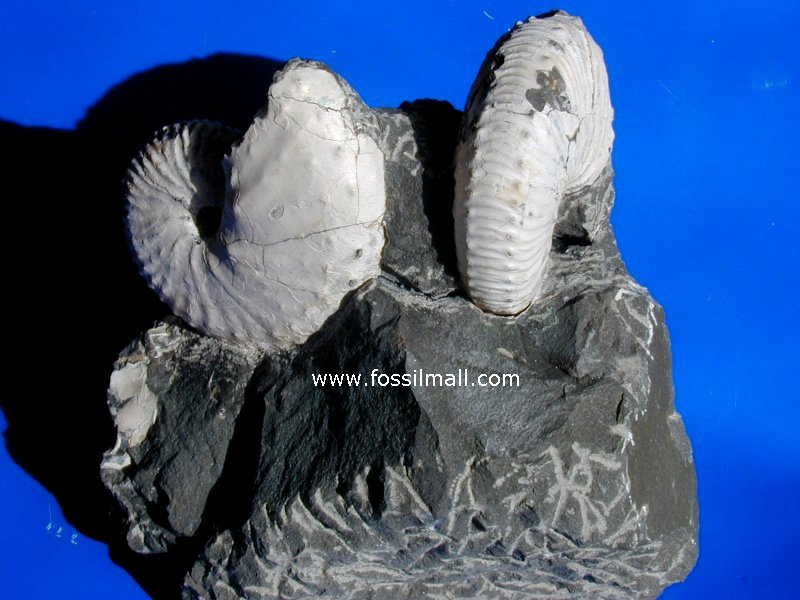 Discoscaphites Ammonites