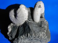 Discoscaphites conradi Ammonites
