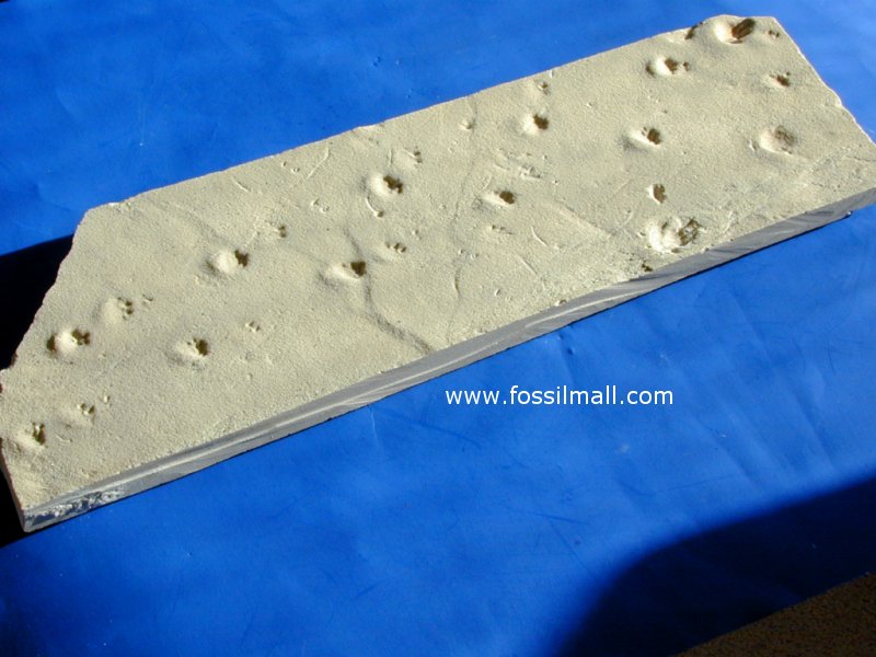 Cheilichnus and Dolichopodus Permian Ichnofossils