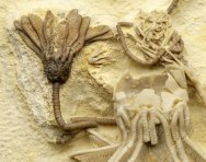 LeGrand Crinoid Fossils