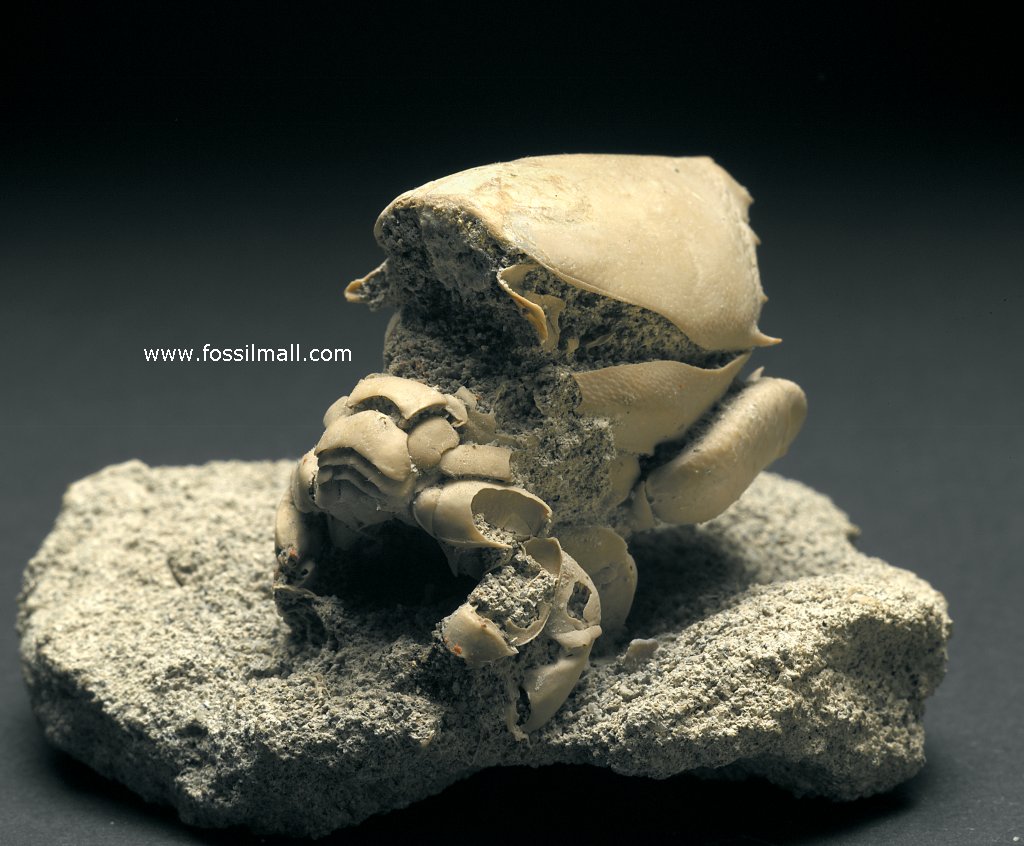 Ranilia Fossil Crab