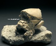 Ranilia Fossil