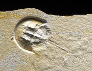 Mesolimulus walchi Horseshoe Crab Fossil