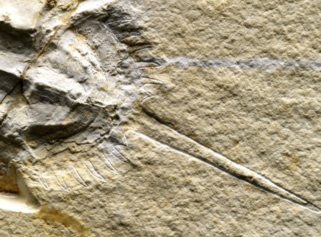 Horseshoe Crab Fossil