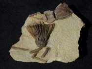 Rhadocrinites & Dichocrinus Crinoids