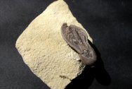 Dichocrinus cinctus Crinoid Fossil