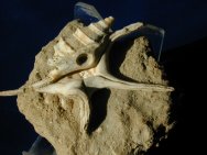 Anchura Fossil Gastropod
