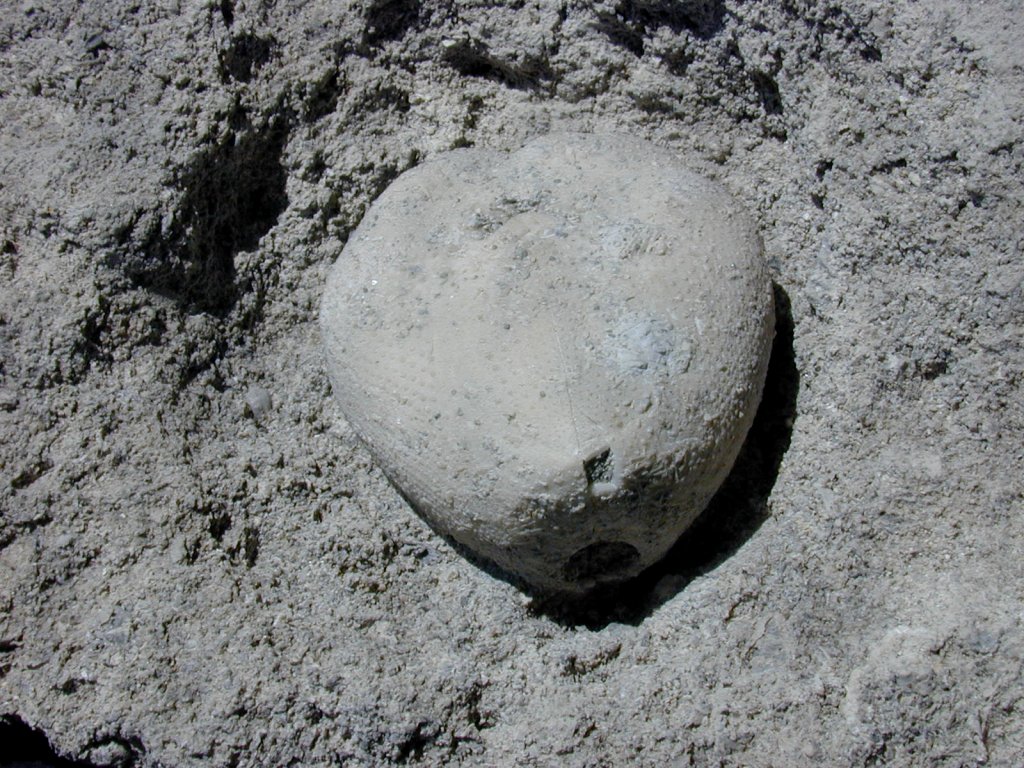 Echinocardium Echinoid Fossil