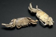 Macrophthalmus Crab Fossils