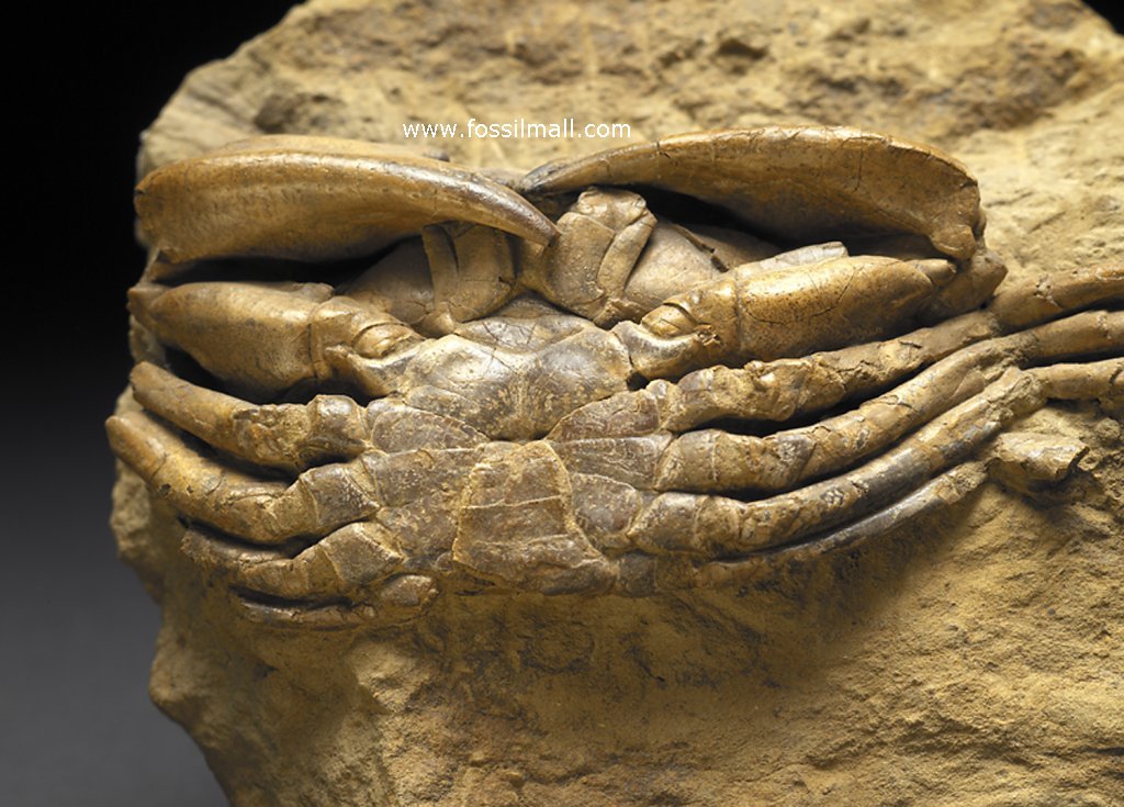 Ceoloma Oligocene Crab Fossil