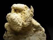 Daria Fossil Crab