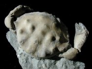 Xanthopsis Eocene Fossil Crab