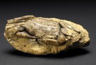 Goneplax Fossil Crab