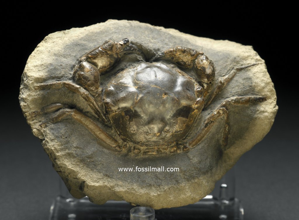 Museum Fossil Crab Pulalius
