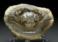 Pulalius vulgaris Crab Fossil