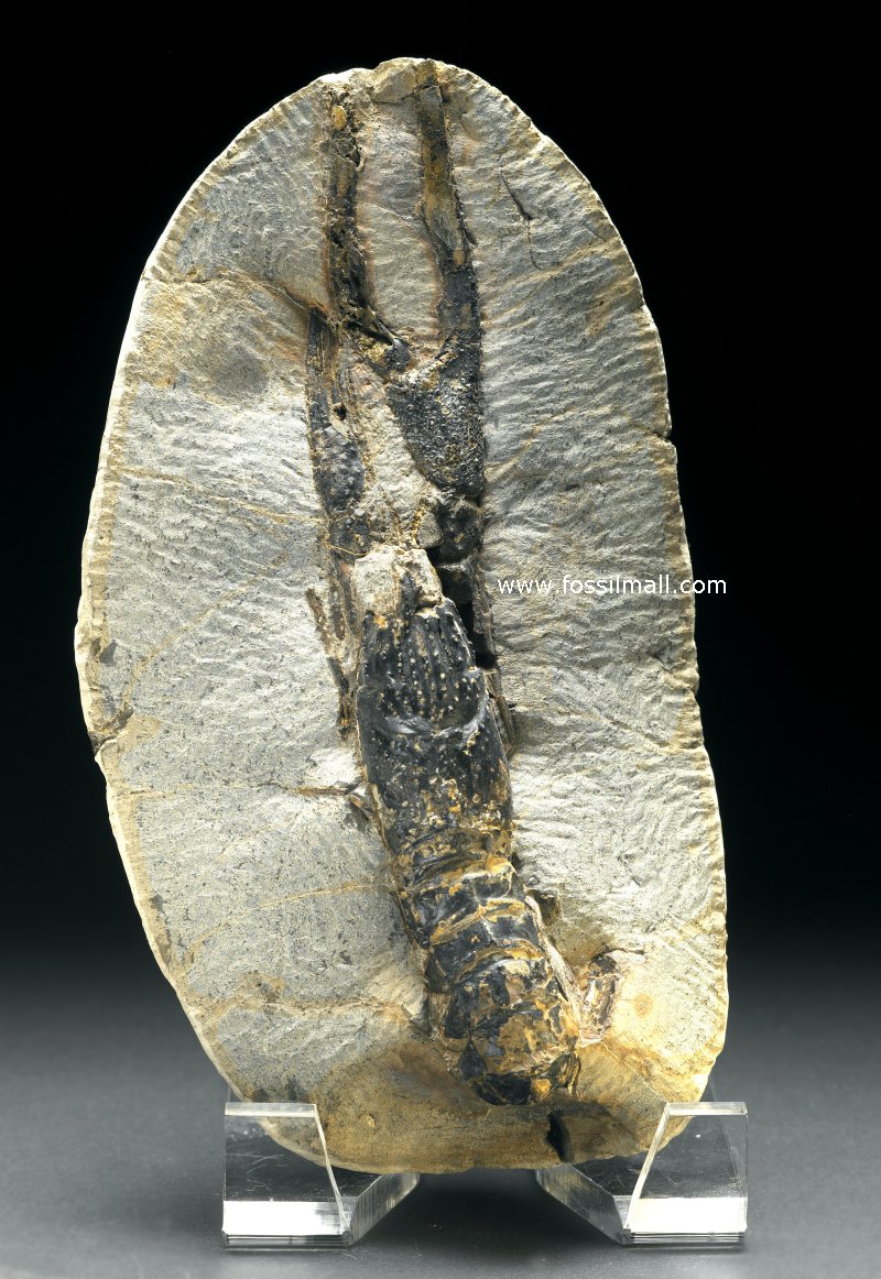 Paleonephrops browni Lobster Fossil