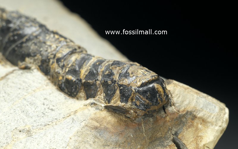 Paleonephrops browni