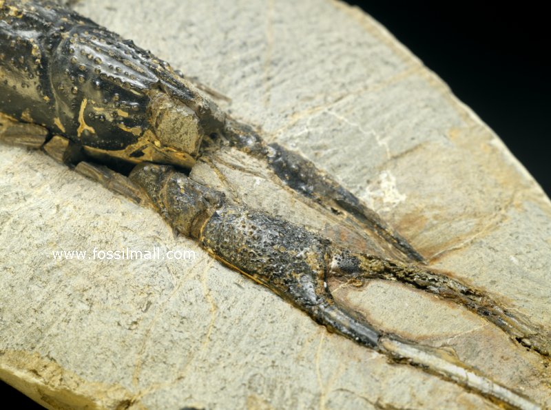Paleonephrops browni Lobster Fossil Claw