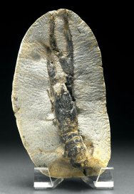 Paleonephrops Lobster Fossil from Montana
