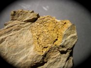 Camptostroma roddyi Edrioasteroid